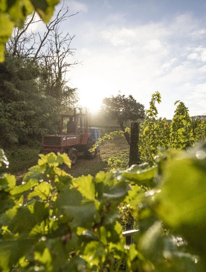 Vignoble La Famille Marquis de Bern